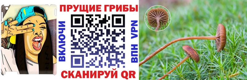 Галлюциногенные грибы Psilocybe  МЕГА ONION  Киров  купить  цена 