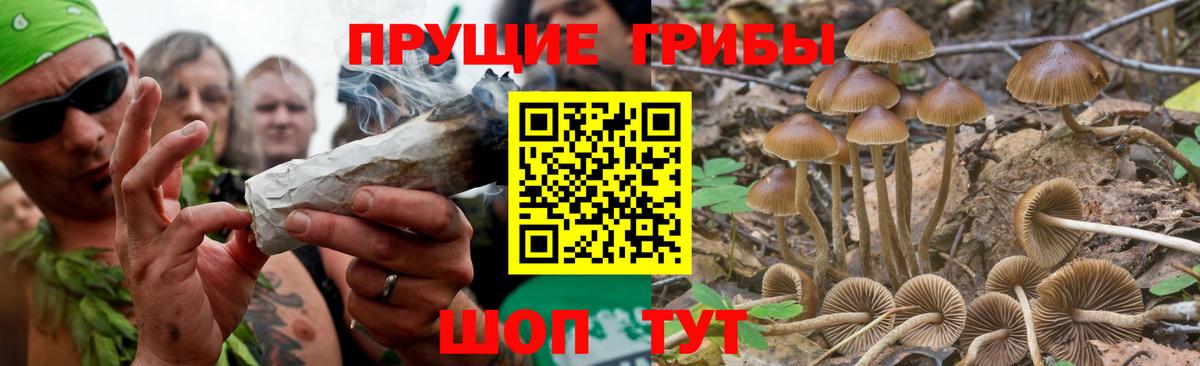 где найти наркотики  Вход с VPN  Киров  Псилоцибиновые грибы Psilocybe 